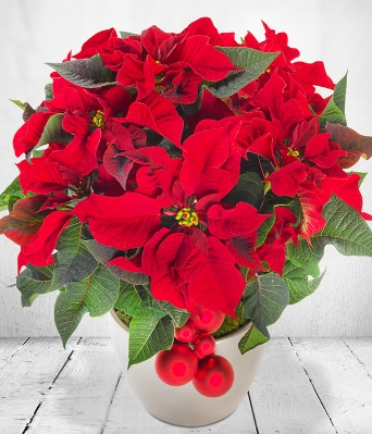 Poinsettia Plant